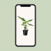 Riesenblattpflanze – Alocasia macrorrhizos – Ansicht 4