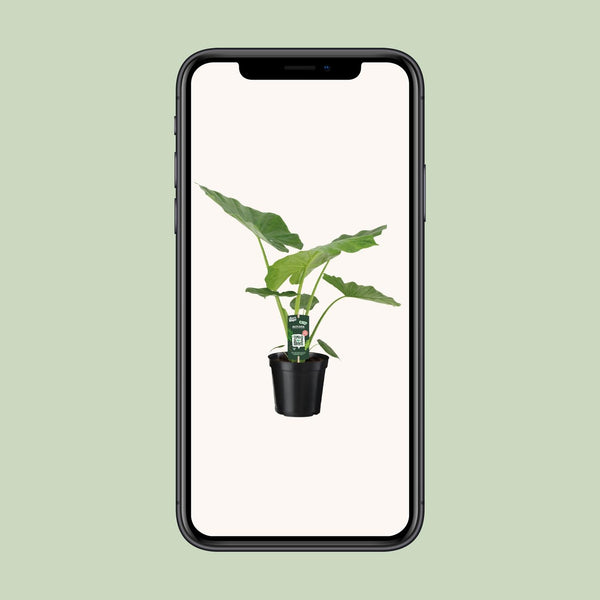 Riesenblattpflanze – Alocasia macrorrhizos – Ansicht 4