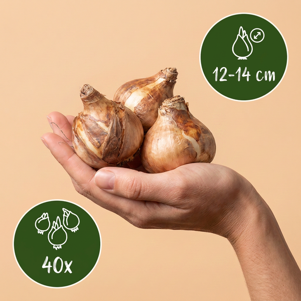 Gefüllte Narzisse ‚Double Mix' – Narcissus – Ansicht 3