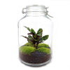 Flaschengarten-Set „Calathea" – DIY-Terrarium mit Calathea