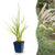 Lampenputzergras ‚Fairy Tales' – Pennisetum orientale – Ø 11 cm · 15-25 cm