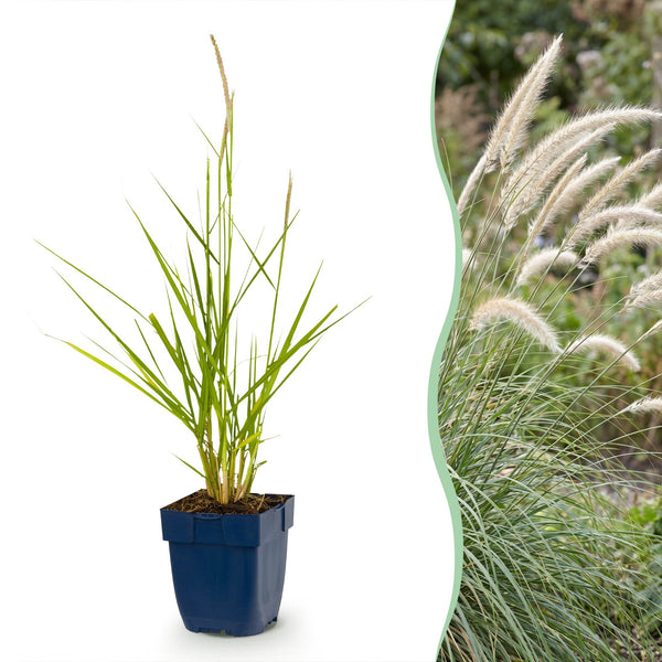Lampenputzergras ‚Fairy Tales' – Pennisetum orientale – Ø 11 cm · 15-25 cm