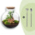 Flaschengarten-Set „Bolder Bob" – Bonsai im Glas