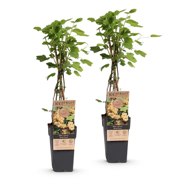 Weiße Johannisbeere ‚Witte Parel' – Ribes rubrum – Ansicht 2