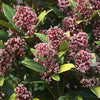 Skimmie ‚Rubella' – Skimmia japonica – Ansicht 5
