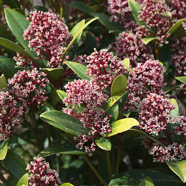 Skimmie ‚Rubella' – Skimmia japonica – Ansicht 5