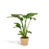 Baumstrelitzie – Strelitzia nicolai