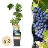 Weinrebe ‚Regent' – Vitis vinifera