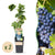 Weinrebe ‚Regent' – Vitis vinifera
