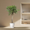 Bengalische Feige – Ficus benghalensis – Ansicht 4