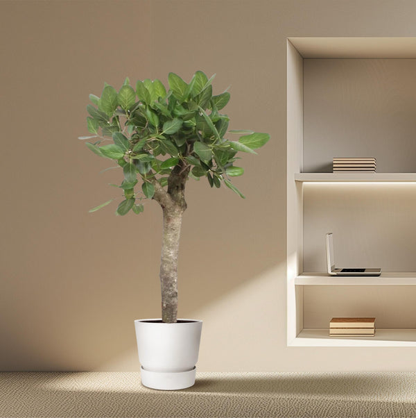 Bengalische Feige – Ficus benghalensis – Ansicht 4