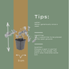 Elfenblume ‚Niveum' – Epimedium youngianum – Ansicht 5