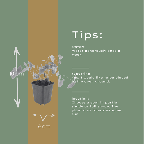 Elfenblume ‚Niveum' – Epimedium youngianum – Ansicht 5
