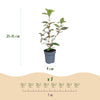 Ölweide ‚Compacta' – Elaeagnus × ebbingei – Ansicht 4