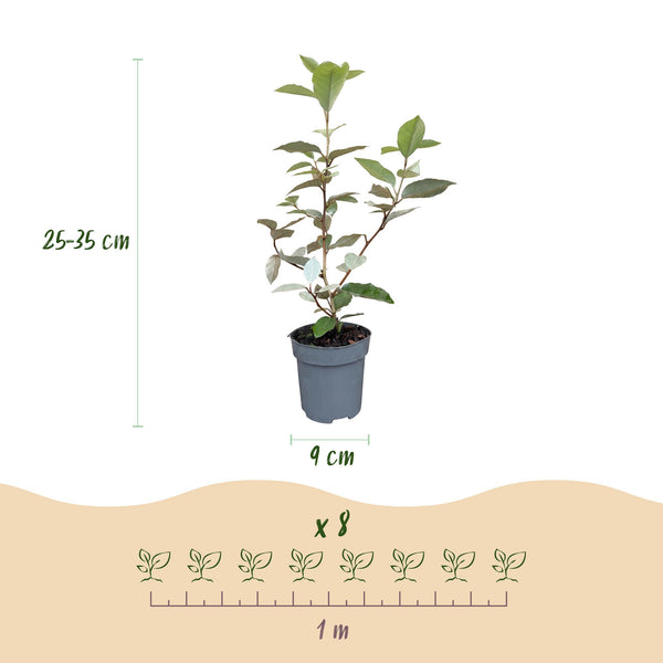Ölweide ‚Compacta' – Elaeagnus × ebbingei – Ansicht 4