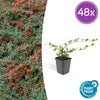 Kriechmispel ‚Major' – Cotoneaster dammeri