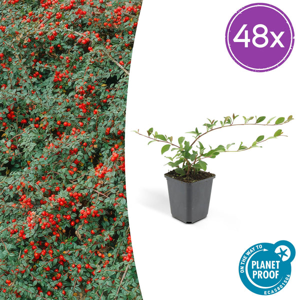 Kriechmispel ‚Major' – Cotoneaster dammeri