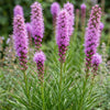 Prachtscharte – Liatris spicata – Ansicht 5