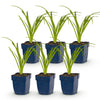 Taglilie – Hemerocallis – Ansicht 2