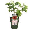 Obstpflanzen-Set „Früchte-Oase" – 5 verschiedene BIO-Obstpflanzen – Ansicht 19