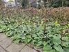 Brandkraut – Phlomis russeliana – Ansicht 7