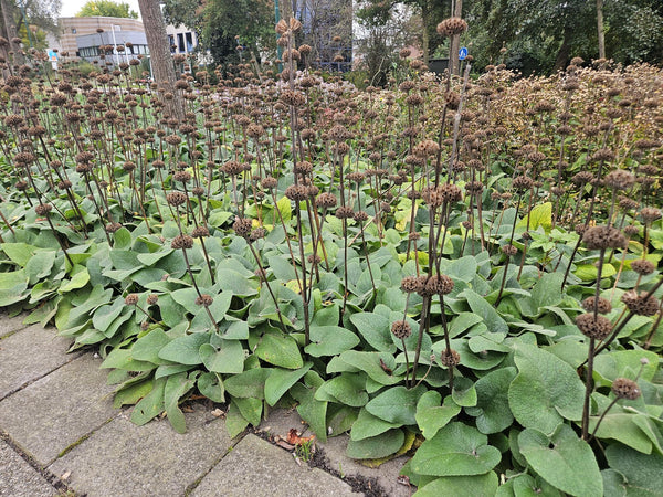 Brandkraut – Phlomis russeliana – Ansicht 7