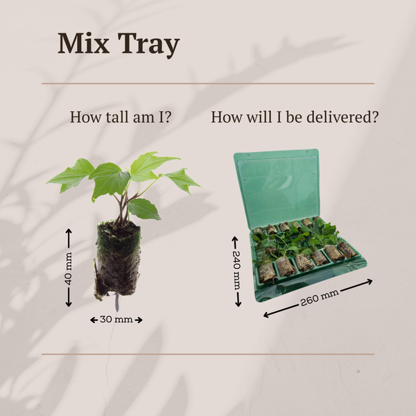 Überraschungs-Set „Mix Tray – Ansicht 7