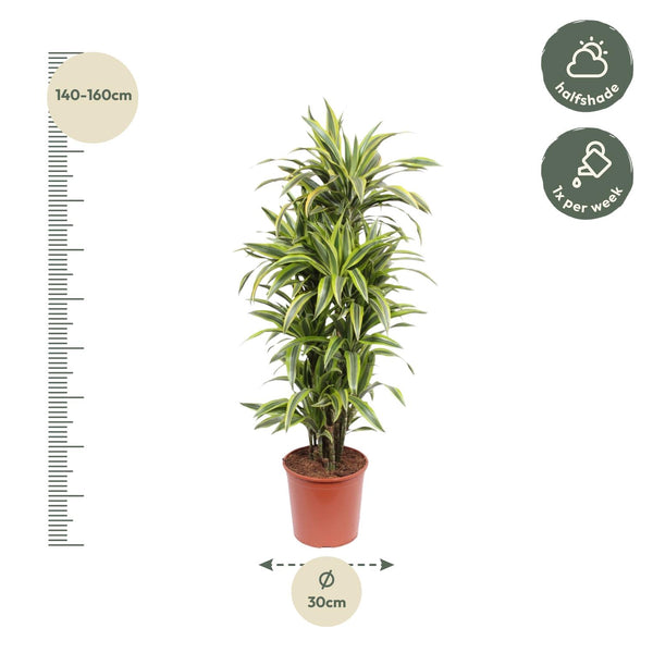 Drachenbaum ‚Lemon Lime' – Dracaena fragrans – Ansicht 2