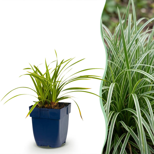 Japan-Segge ‚Ice Dance' – Carex morrowii