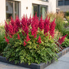 Prachtspiere ‚Fanal' – Astilbe arendsii – Ansicht 6