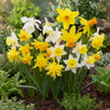 Botanische Narzisse ‚Botanical Mix' – Narcissus – Ansicht 2