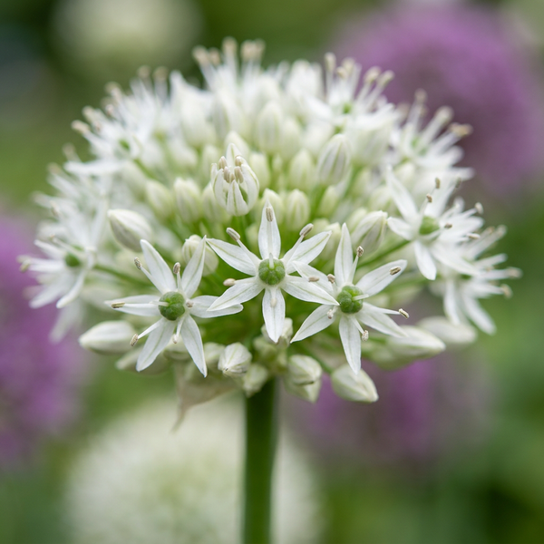 Zierlauch ‚Mount Everest' – Allium
