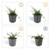 Teppich-Zwergmispel ‚Streib's Findling' – Cotoneaster procumbens – Ansicht 4