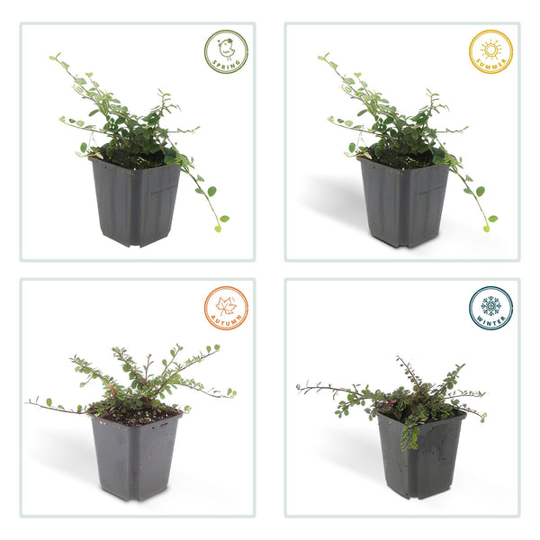 Teppich-Zwergmispel ‚Streib's Findling' – Cotoneaster procumbens – Ansicht 4