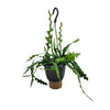 Fischgrätenkaktus – Epiphyllum anguliger – Ø 14 cm · 35 cm