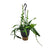 Fischgrätenkaktus – Epiphyllum anguliger – Ø 14 cm · 35 cm