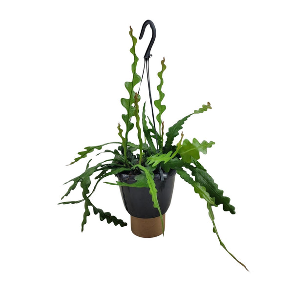 Fischgrätenkaktus – Epiphyllum anguliger – Ø 14 cm · 35 cm