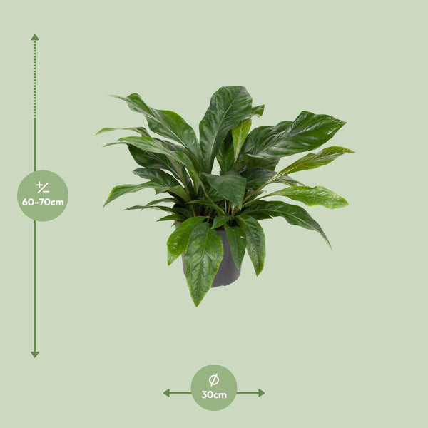Flamingoblume ‚Jungle Bush' – Anthurium – Ansicht 2