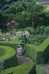 Buchsbaum – Buxus sempervirens – Ansicht 5