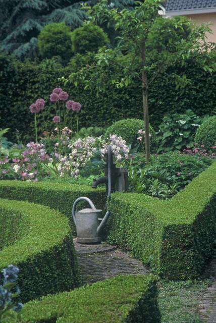 Buchsbaum – Buxus sempervirens – Ansicht 5