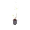 Kerzenknöterich ‚Alba' – Persicaria amplexicaulis – Ansicht 2