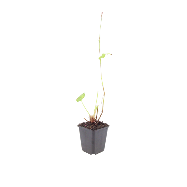 Kerzenknöterich ‚Alba' – Persicaria amplexicaulis – Ansicht 2