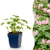 Balkan-Storchschnabel ‚Ingwersen's Variety' – Geranium macrorrhizum