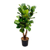 Geigenfeige – Ficus lyrata