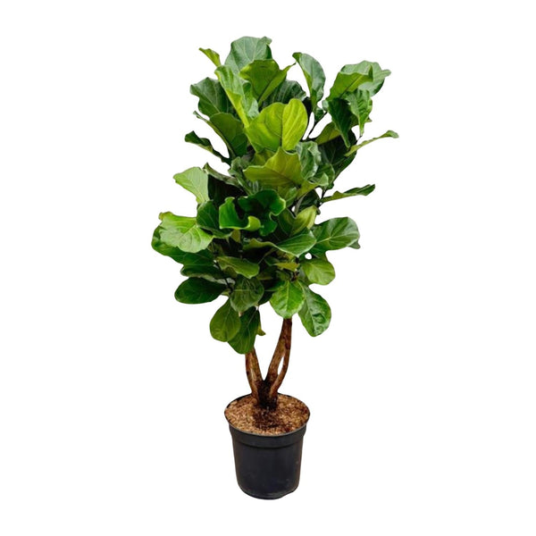 Geigenfeige – Ficus lyrata