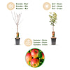 Apfelbaum ‚Jonagold' – Malus domestica – Ansicht 4
