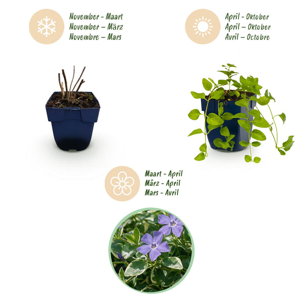 Großes Immergrün ‚Variegata' – Vinca major – Ansicht 4