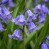 Atlantisches Hasenglöckchen – Hyacinthoides non-scripta – 20 Stück