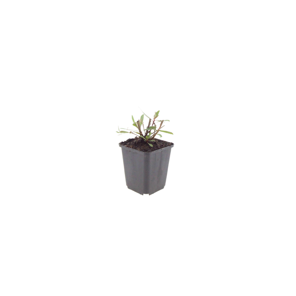 Prachtkerze ‚Whirling Butterflies' – Gaura lindheimeri – Ansicht 2
