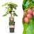 Mini-Kiwi ‚Weiki' – Actinidia arguta